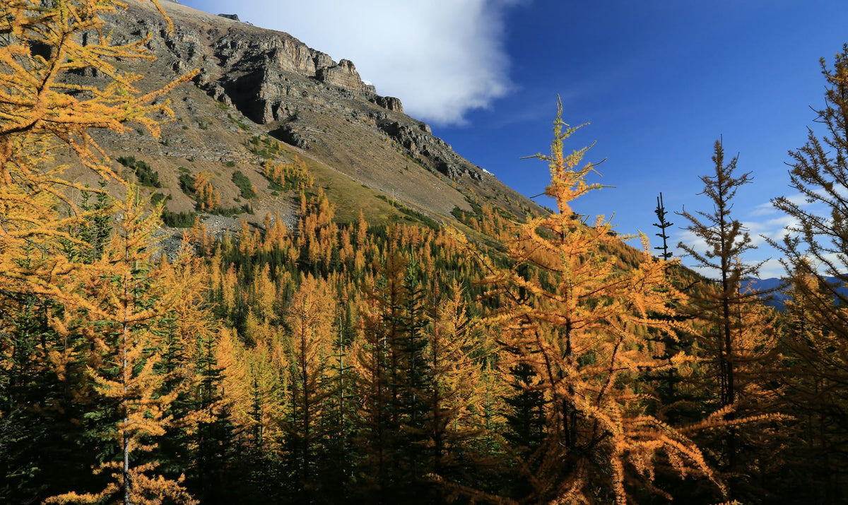 Banff, The Larches