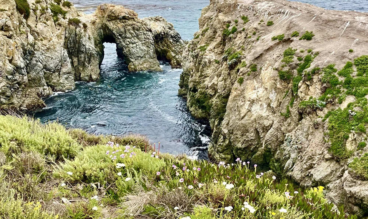 Carmel, A Colony Of Refugees