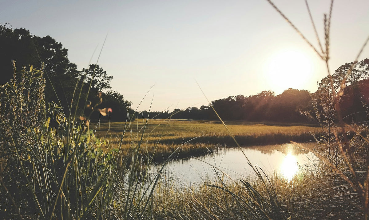 Charleston, The Marsh Plane