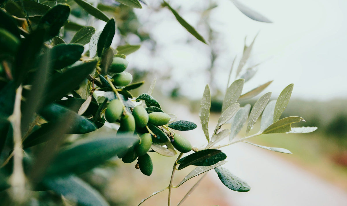 Marrakesh, The Olive Grove