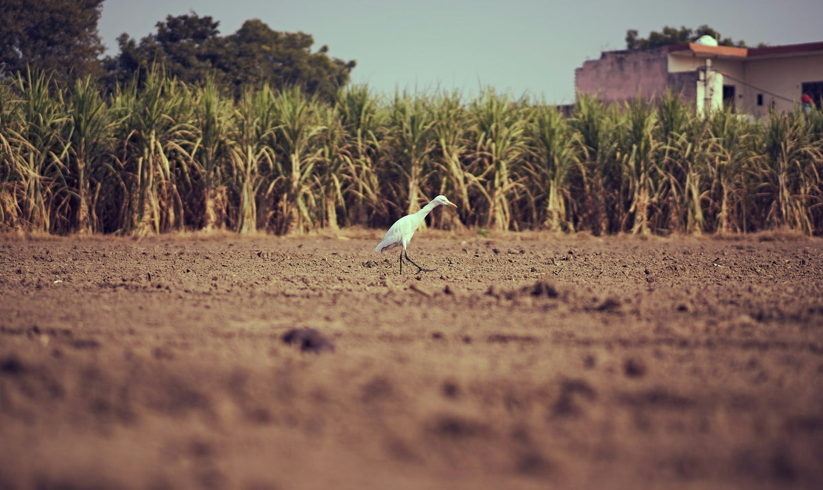 Mauritius, The Cane