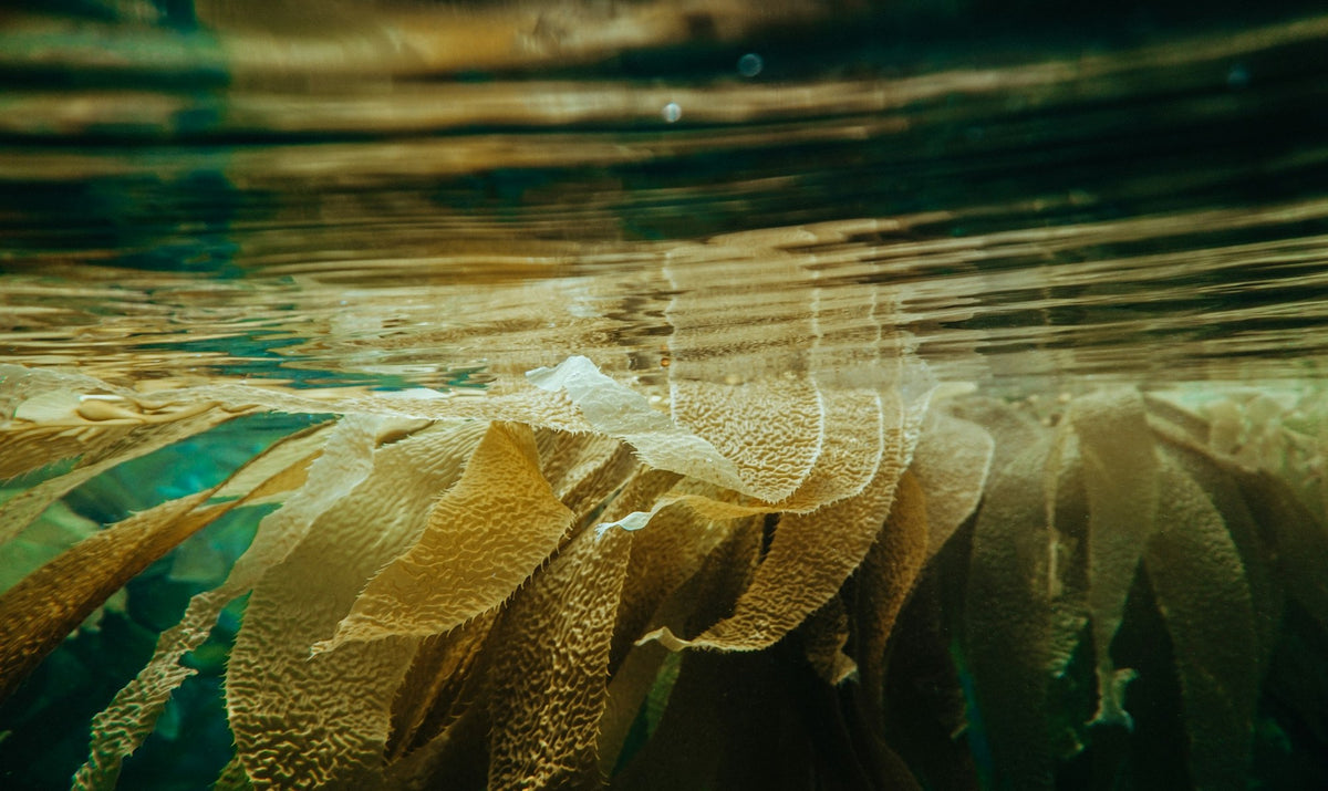Monterey, The Kelp Forest