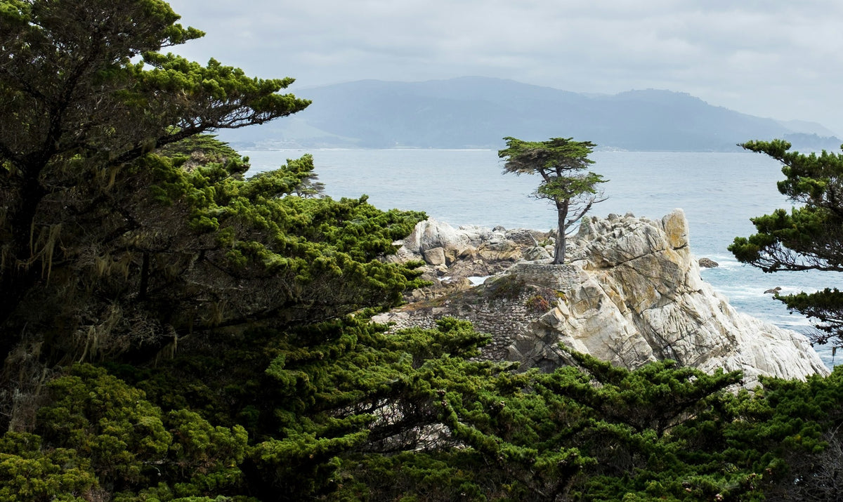 Monterey, The Two Groves