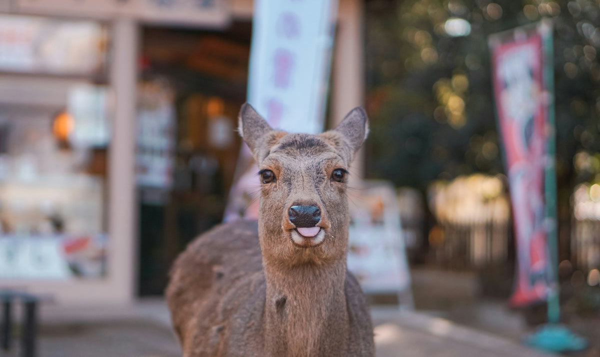 Nara, The Basin Floor