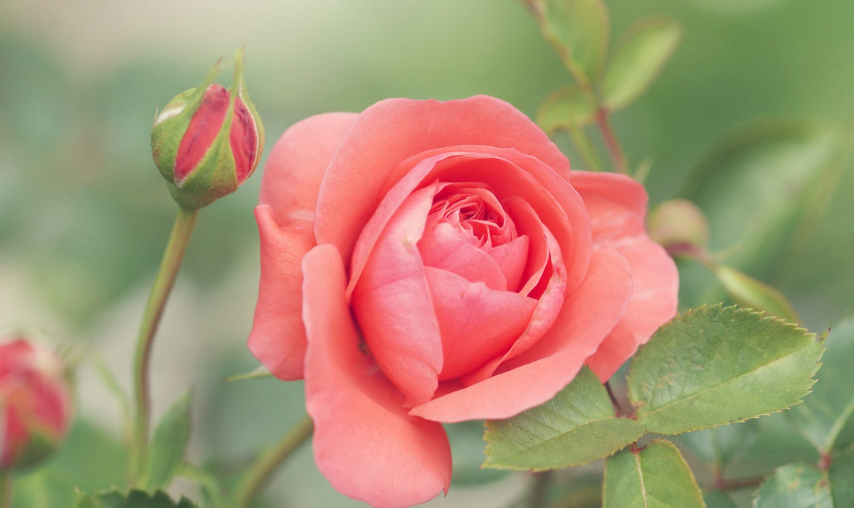 Newport, The Roses
