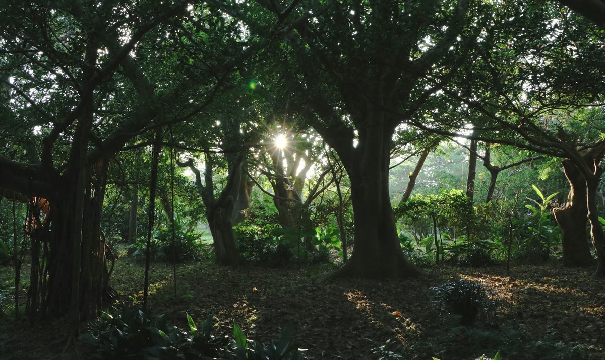 Okinawa, The Banyan Curtain