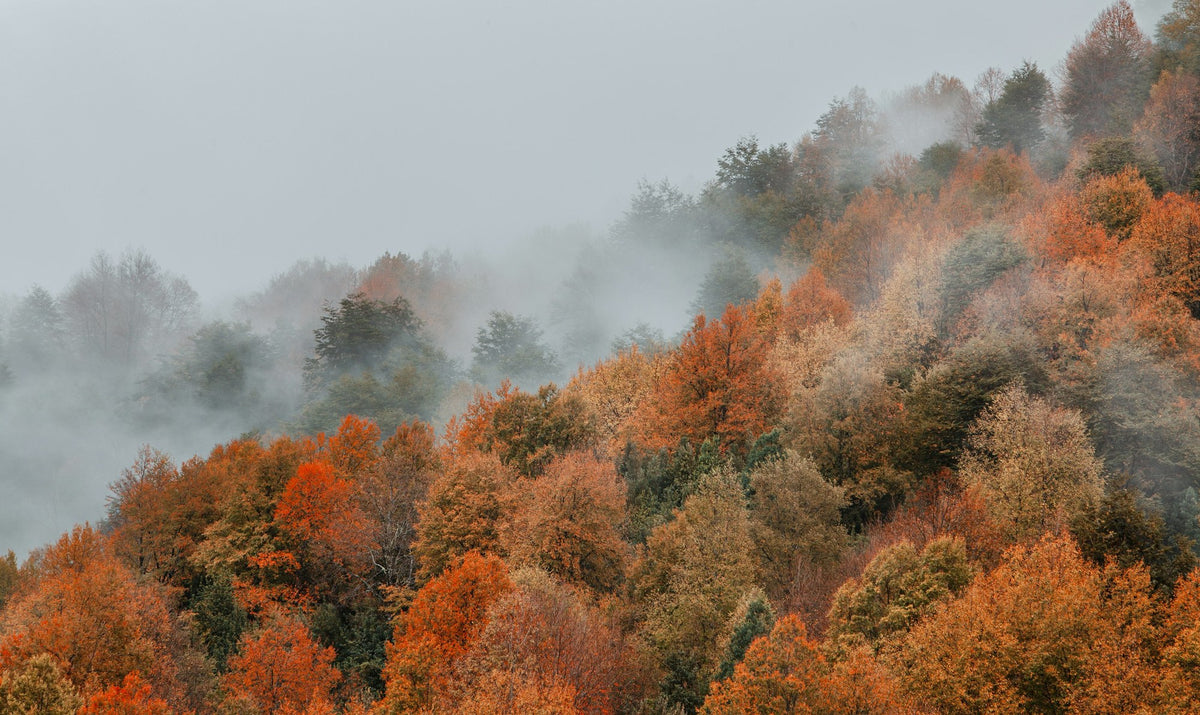 Patagonia, The Lenga Forest