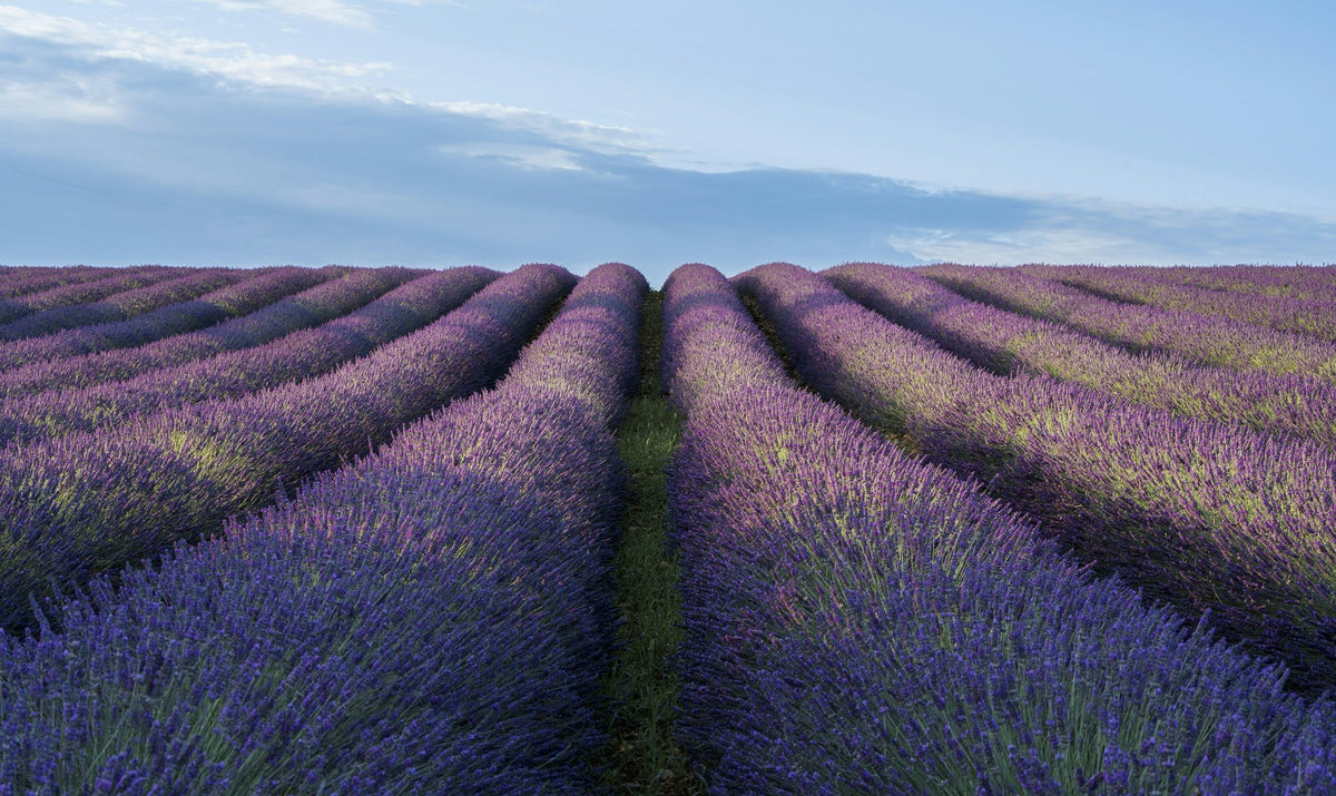 Provence, The Dividing Point