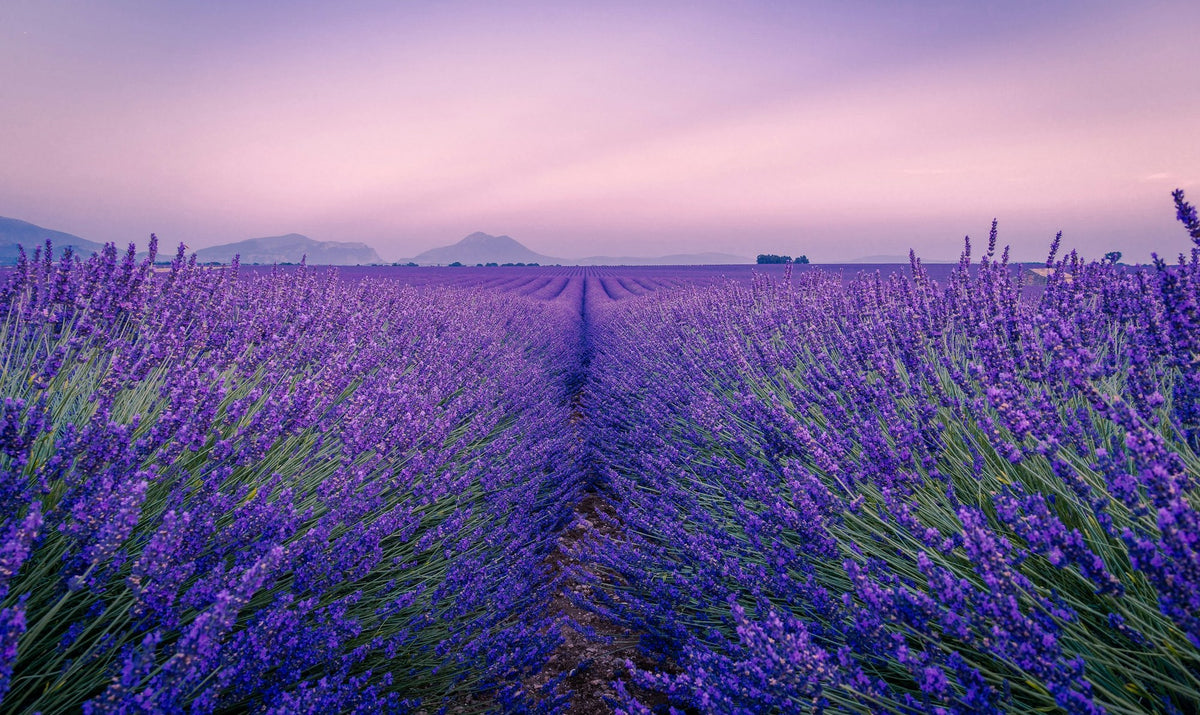 Provence, The Rows