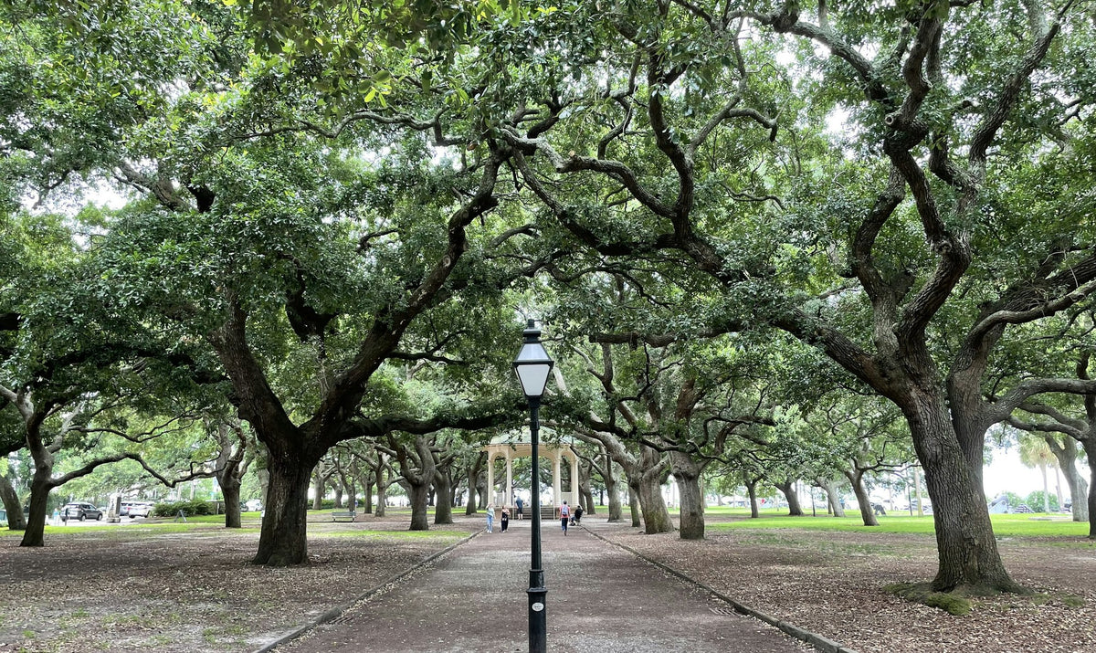 Savannah, The Oaks