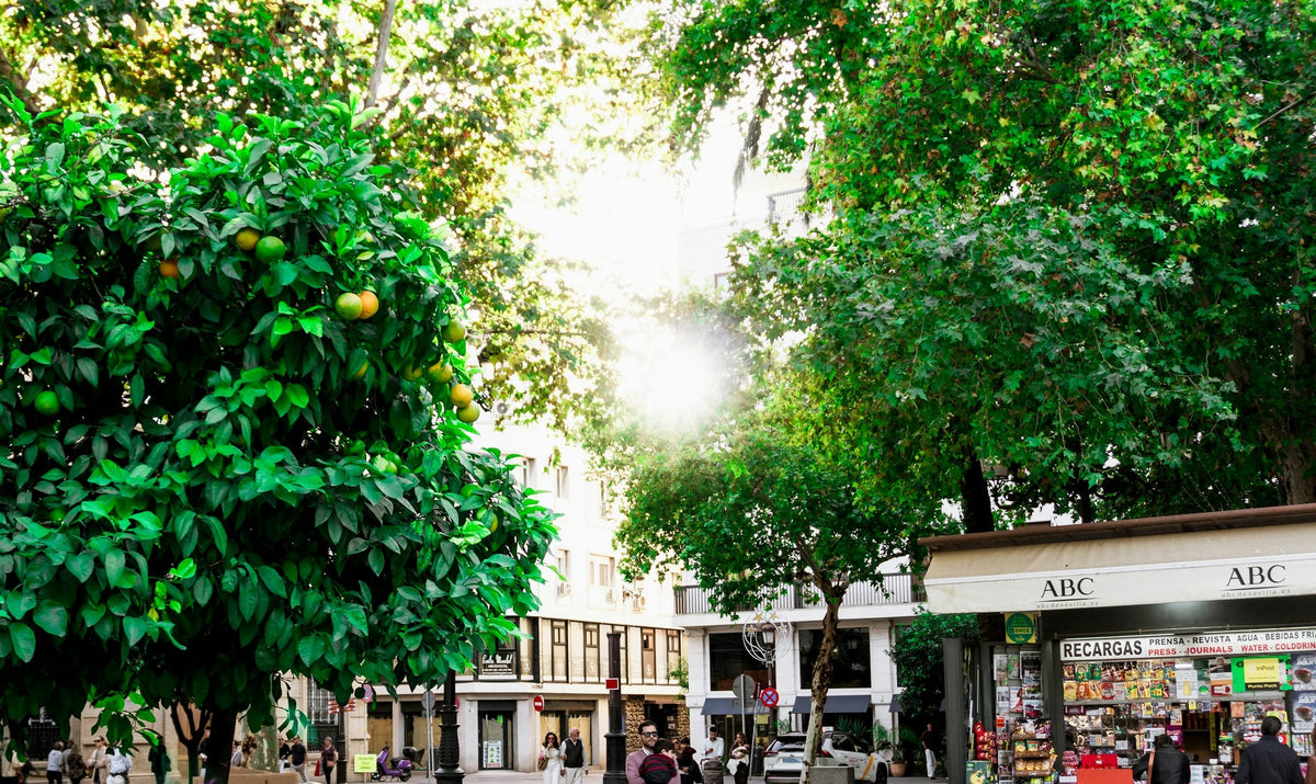 Seville, The Shaded Streets