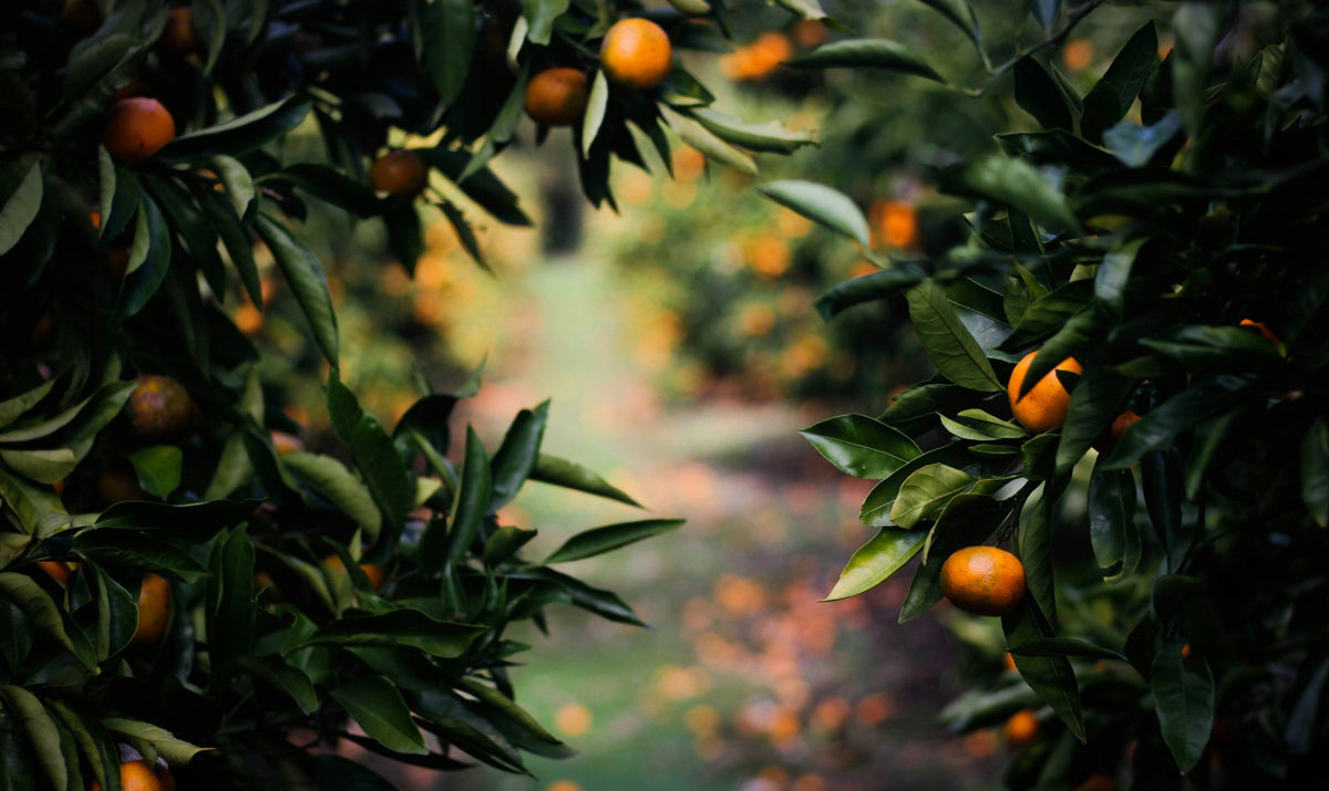 Sicily, The Planted Slope