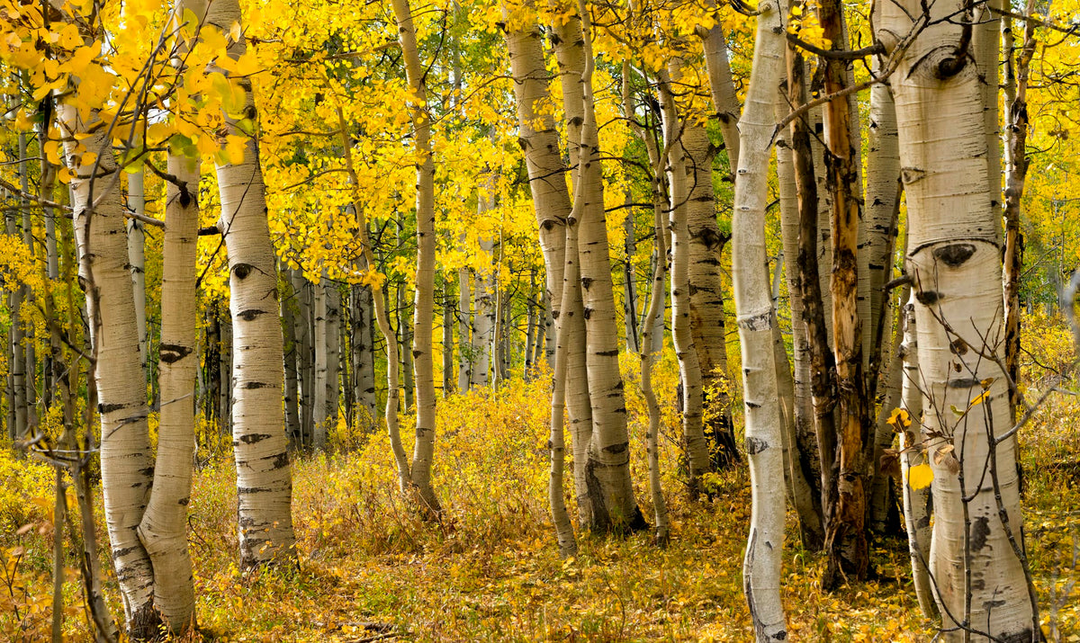 Vail, The Aspen Stands