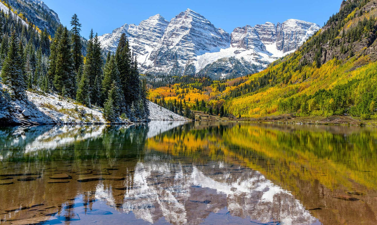Aspen, One Living Root