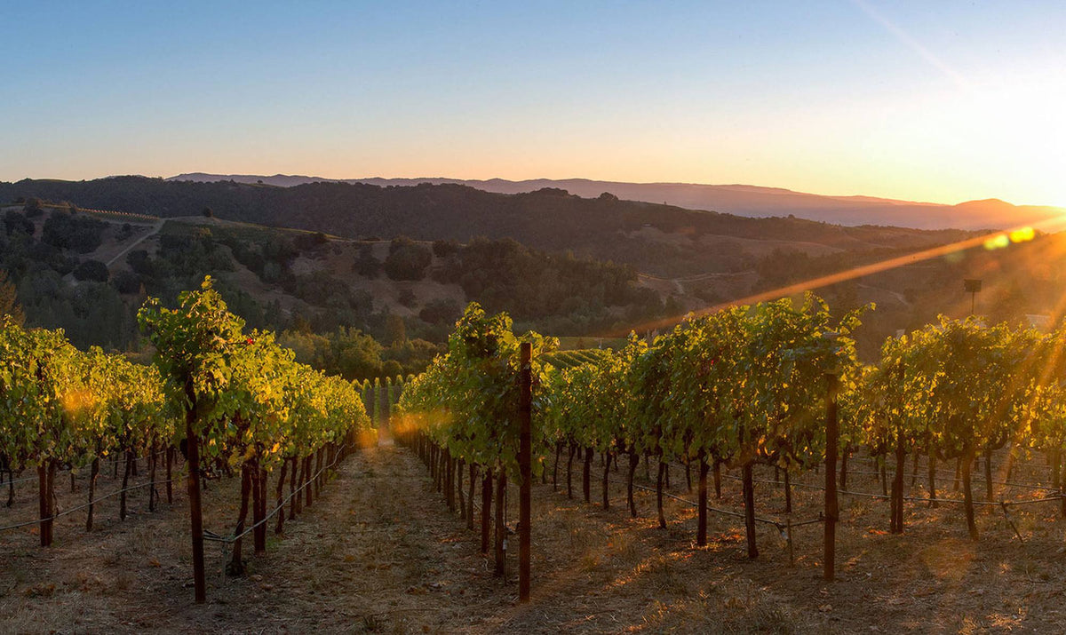 Napa, When The Fog Lifts