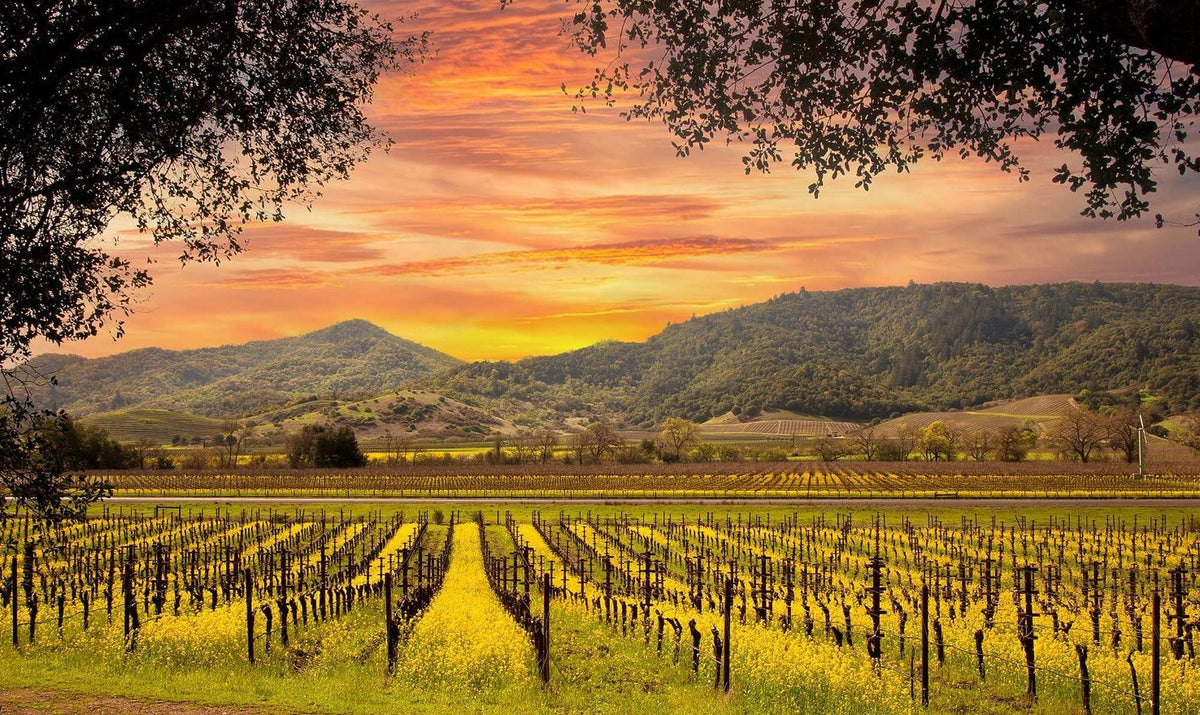 Napa, The Keeping Oaks